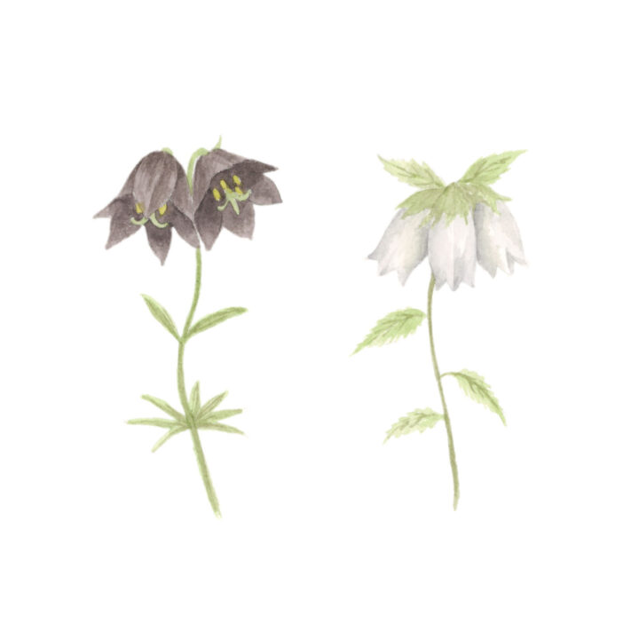 高山植物 クロユリ ホタルブクロ